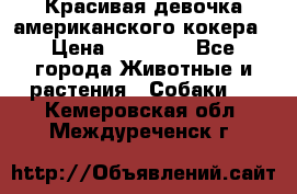 Красивая девочка американского кокера › Цена ­ 35 000 - Все города Животные и растения » Собаки   . Кемеровская обл.,Междуреченск г.